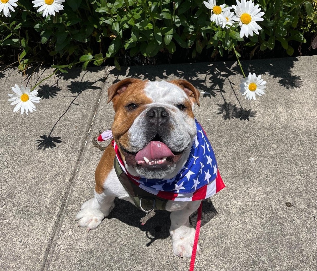 Picture of Bulldog on sidewalk